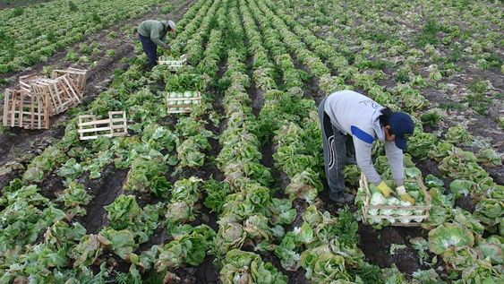 El FTyC ofrece 7 líneas de crédito para agricultores, entre ellas Inversión, Capital de Trabajo y Eficiencia Hídrica. Foto: Walter Arana / Los Andes