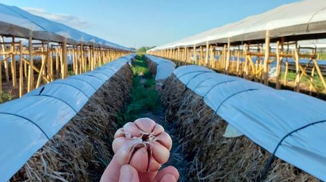 Los Andes | La empresa ya tiene cuatro certificaciones de calidad para poder exportar. / Foto: Los Andes