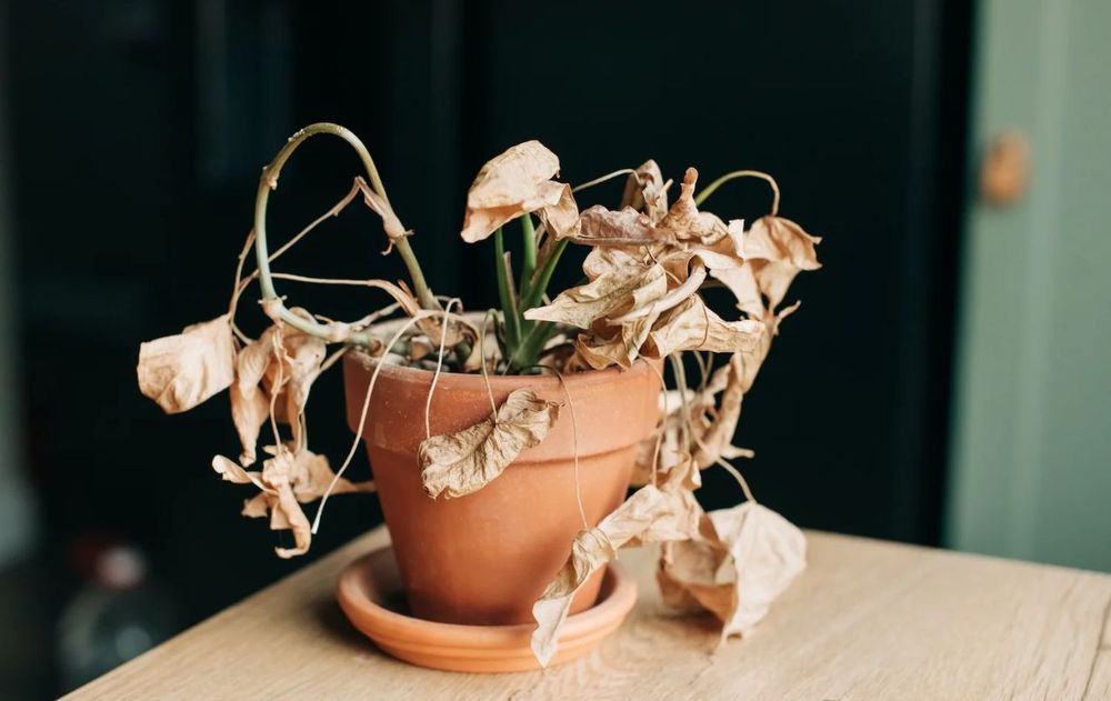 El Feng Shui recuerda que todo elemento en casa debe transmitir vida, y si una planta perdió su fuerza, su lugar debe abrirse para lo nuevo.