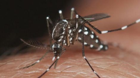 Brote de dengue en Argentina.