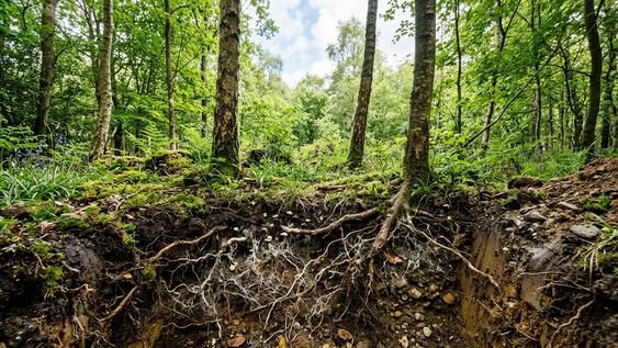 La vegetación baja y las comunidades de hongos mantienen la huella de la agricultura durante décadas en este bosque de Gran Bretaña.&nbsp;