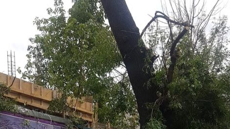 Se trataba de una mutilación del ejemplar