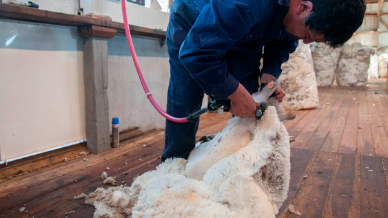 La exportación de lana argentina superó el 45% en volumen y el 30% en valor.