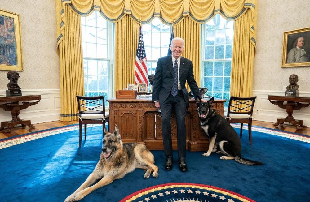 El pastor alemán de Biden mordió a un agente del servicio secreto. Foto: Gentileza.