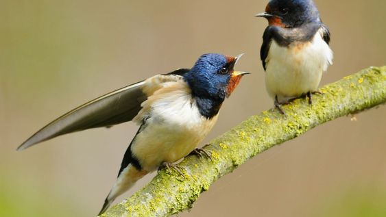 La presencia de este pájaro es un indicador claro del inicio de la primavera y regresa año tras año al mismo lugar.