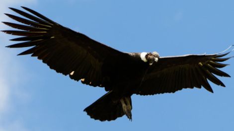 Un cóndor andino de gran porte logró sobrevivir a una caída