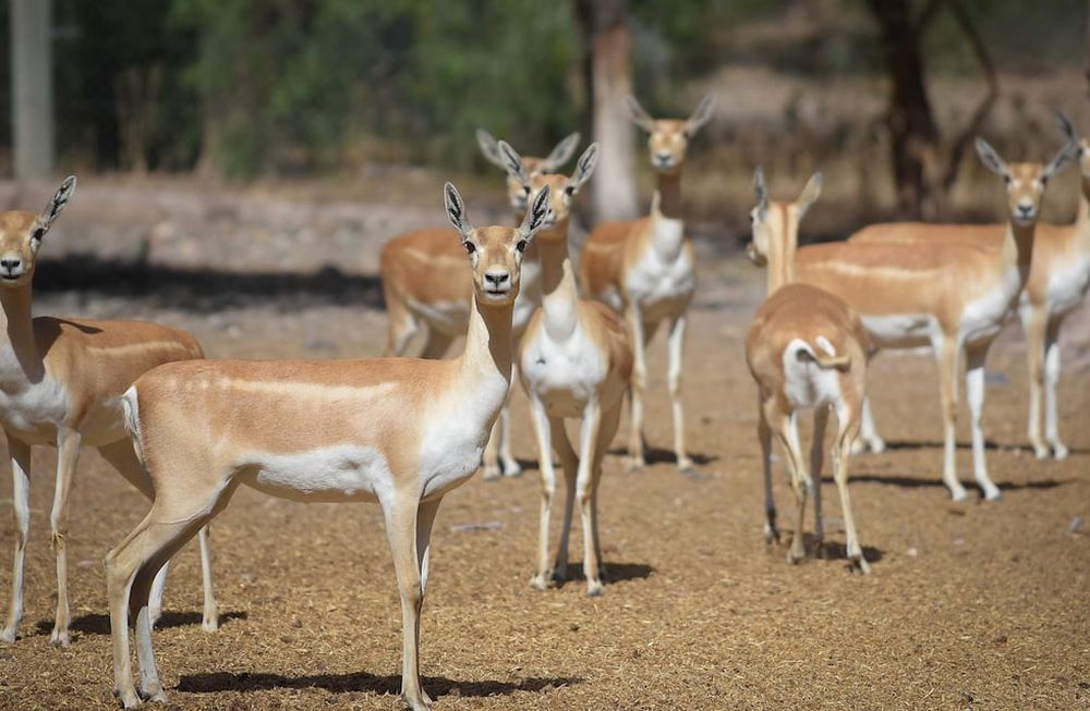 Ecoparque de Mendoza. Mientras se esperan las obras en el actual Ecoparque algunos animales continúan en el ex zoo de Mendoza  Foto: Claudio Gutiérrez