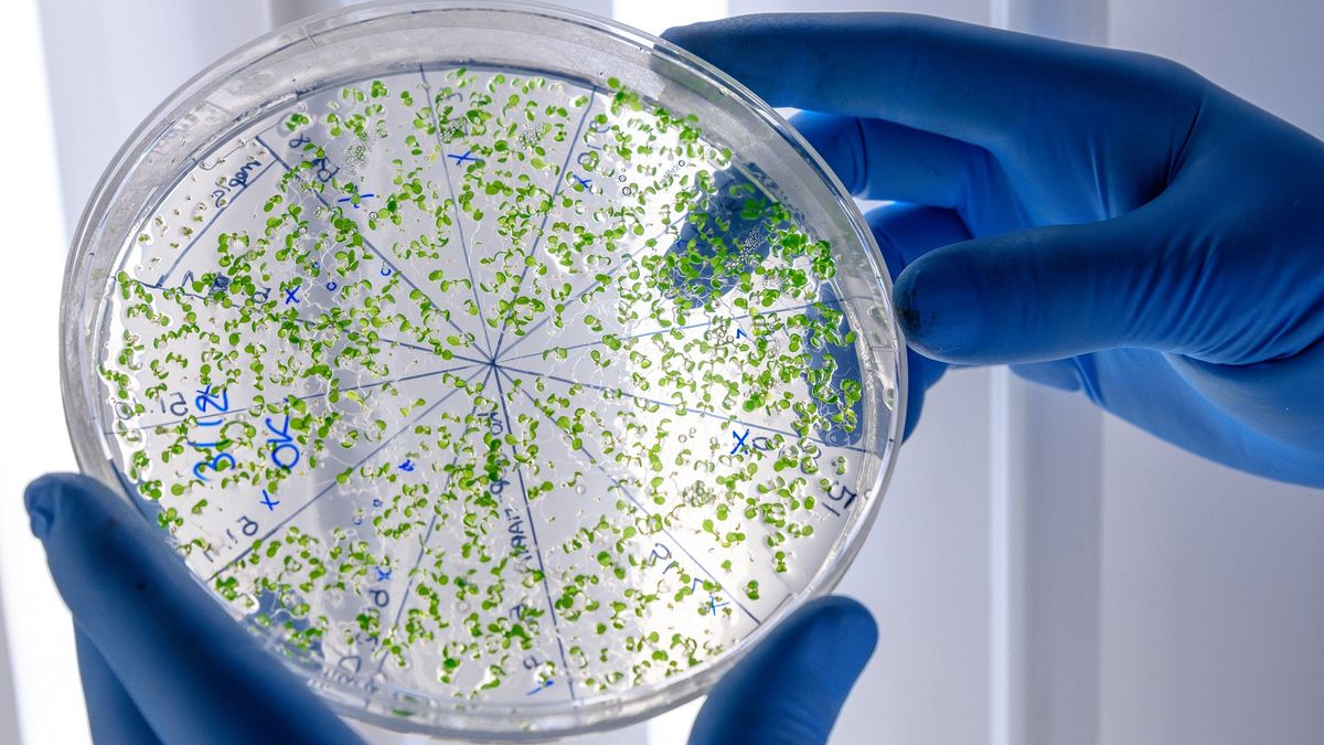 Bacterías: comunidades invisibles que toman decisiones colectivas