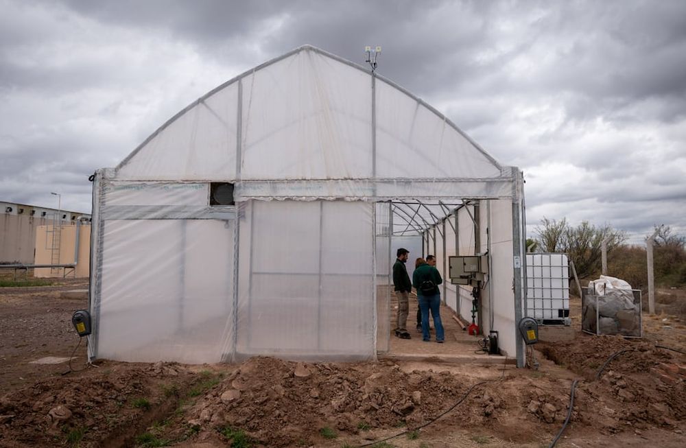 IscamenLaboratorio e invernadero para la producción e investigación de cannabis en la provincia de Mendoza ubicado en la Bioplanta de Iscamen en Santa Rosa Foto: Ignacio Blanco / Los Andes