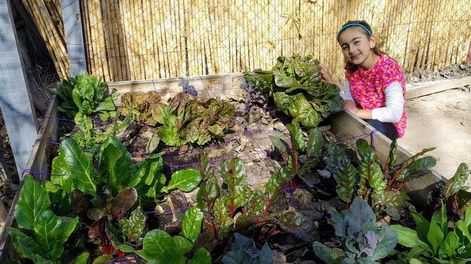 Los Andes | Valentina aprovechó el tiempo en casa y su patio para iniciar una plantación de lechuga morada, acelga y kale, que cuida y riega todos los días.
