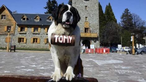En Bariloche es común sacarse fotos con perros San Bernardo. Foto: Web