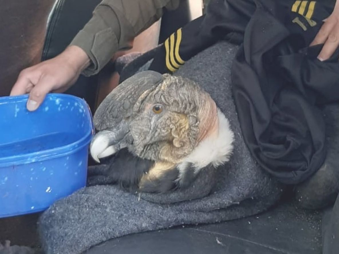 Rescatan a un cóndor andino en Malargüe, especie que está en peligro de extinción. /Gentileza