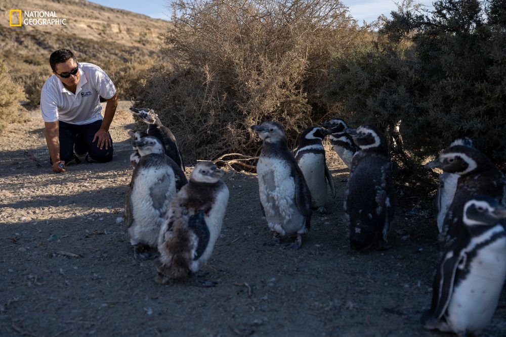 Secretos de los pingüinos: misterios, interrogantes y curiosidades de la especie que conquistó el Hemisferio Sur. Foto: Gentileza National Geographic