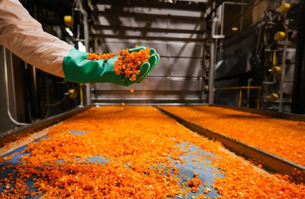 En Mendoza se deshidrata zanahorias, espinacas, ajos, cebollas y zapallo para destinar al mercado interno y exportar.