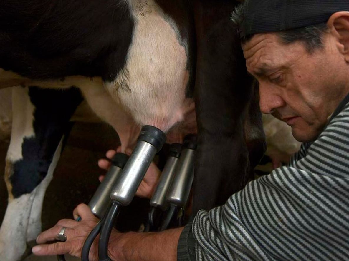 El programa de asistencia financiera permitirá ampliar la producción agropecuaria, en especial en la industria de la carne, la leche y sus subproducto. Foto: Orlando Pelichotti / Los Andes