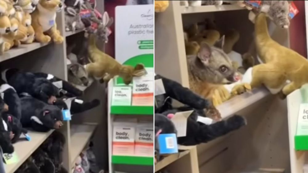 Encontraron una zarigüeya camuflada entre los peluches de un tienda.