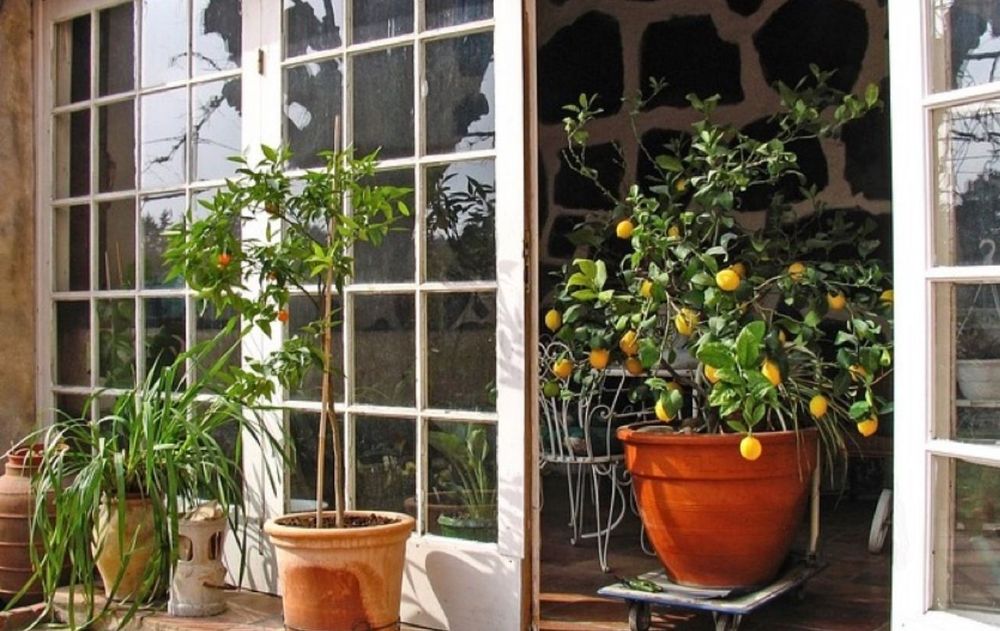 Un balcón que recibe alrededor de seis horas de sol puede pasar de tener únicamente plantas ornamentales a albergar un pequeño árbol frutal.