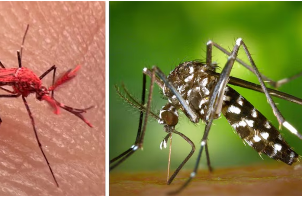 Los mosquitos rojos o “flúor”, son los insectos machos estériles con los que Mendoza apuntó su propia estrategia para darle batalla al dengue. Es un desarrollo del Iscamen