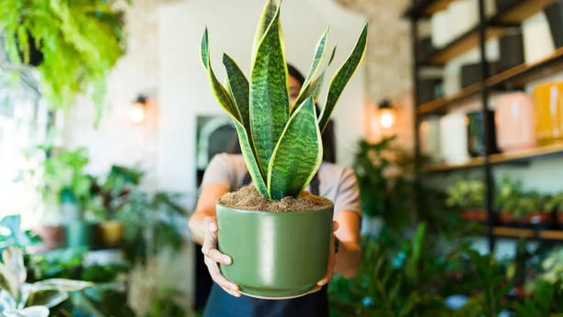 en jardin y jardineria, las plantas correctas refrescan ambientes durante olas de calor