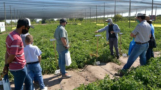 En el INTA San Carlos hace cinco años que se realiza un ensayo para verificar cómo se comporta el cultivo de tomate bajo tela anti granizo. Foto: Orlando Pelichotti / Los Andes