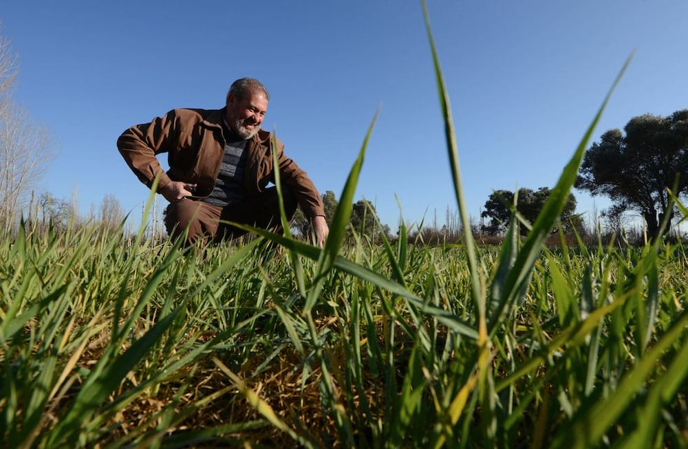 Roberto Fadin recorre su campo sembrado con unos tipos de Cebada y Alfalfa para obtener un forraje mas resistente a la falta de agua producto de la crisis hídrica y la sequia para alimentar su ganado / Claudio Gutiérrez