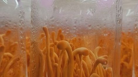 Cordyceps, una de las variedades que entre sus beneficios se encuentra el aporte de energía, rendimiento y protege los&nbsp; riñones.
