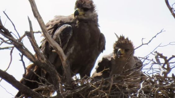 Video: necesitaba ir al baño, se adentró en el campo y encontró un animal en peligro de extinción. Foto: Adrián Gorrindo - Departamento de Fauna Silvestre de Mendoza.