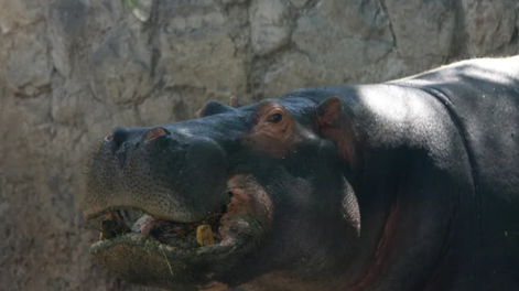 El triste final del hipopótamo del ex Zoo de Mendoza que murió por una pelota de tenis. Foto: Archivo Los Andes.
