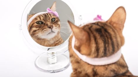 La nueva moda coquette llegó a las redes con divertidos memes para todos los usuarios.