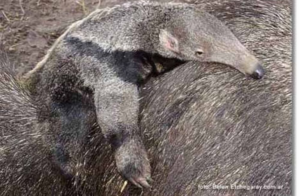 Imágenes tenebrosas: secuestran artesanías hechas con restos de osos hormigueros y otros animales protegidos. Foto: Imagen ilustrativa