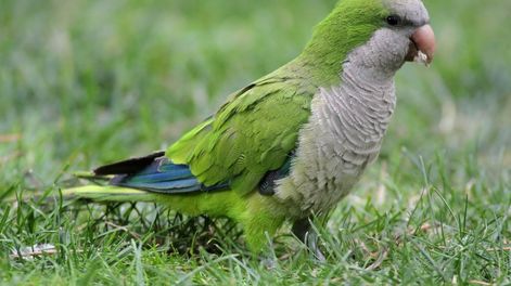 La visita frecuente de aves nativas también favorece la polinización y el control de insectos en el jardín.