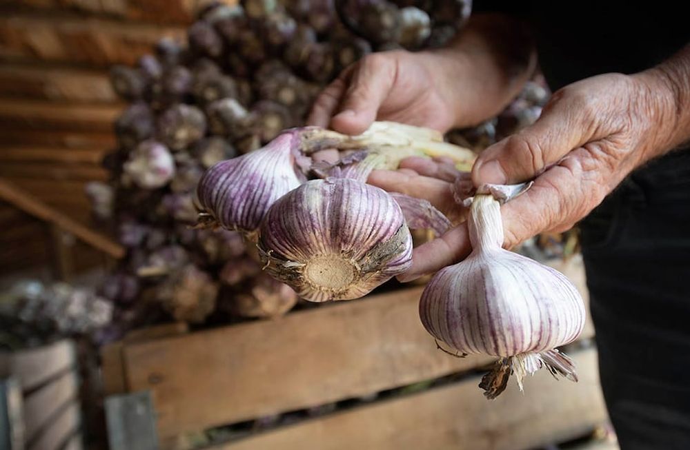 Se destaca el crecimiento en cantidad y precio de producciones hortícolas como ajo, cebolla y tomate para industria. Foto: Ignacio Blanco / Los Andes