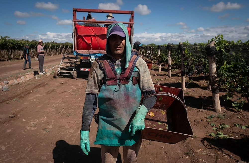 Cada 1 de febrero se celebra el Día del Trabajador Vitivinícola. - Ignacio Blanco / Los AndesCosecha, San Roque - MaipuVarietal Merlot Cosechador Jorge AredesFoto: Ignacio Blanco / Los Andes