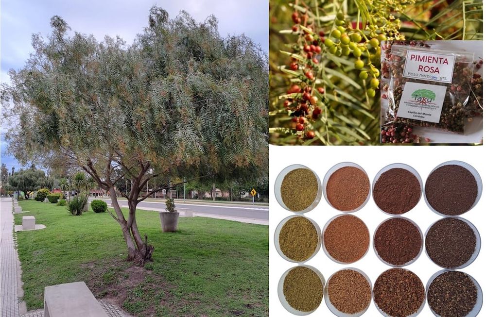 Contribuciones de la Ciencia al desarrollo sostenible. Árbol de aguaribay, frutos en distinto estado de madurez, una presentación comercial y fracciones de molienda. Fotos: Lic. Giuliana Seling