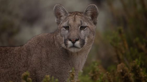 Guanacos huyen ante la presencia de un puma: la impactante secuencia que filmó un turista en Villavicencio. Foto: Martín Pérez - Guardaparque Reserva Villavicencio