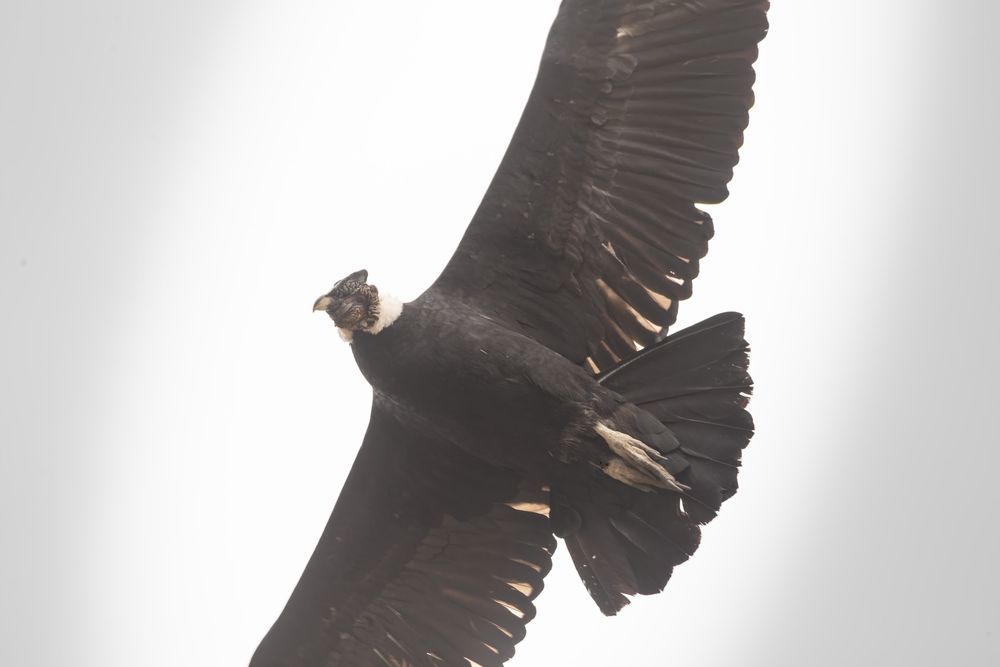 condor in the Andes Mountains