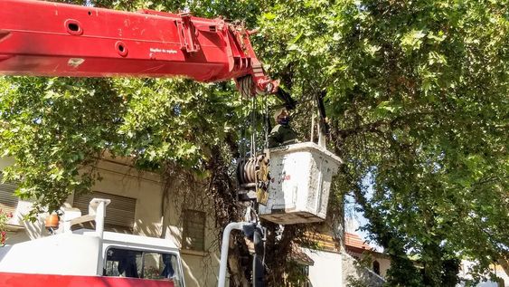 Se inicia una nueva semana de trabajos en arbolado y bacheo de calles en Ciudad