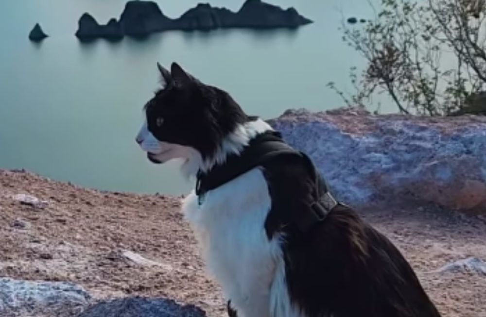 Indio, el gatito que pasea con correa en el Cañón del Atuel, es furor y recorre el país en motorhome. Foto: Instagram @viendoquepinta