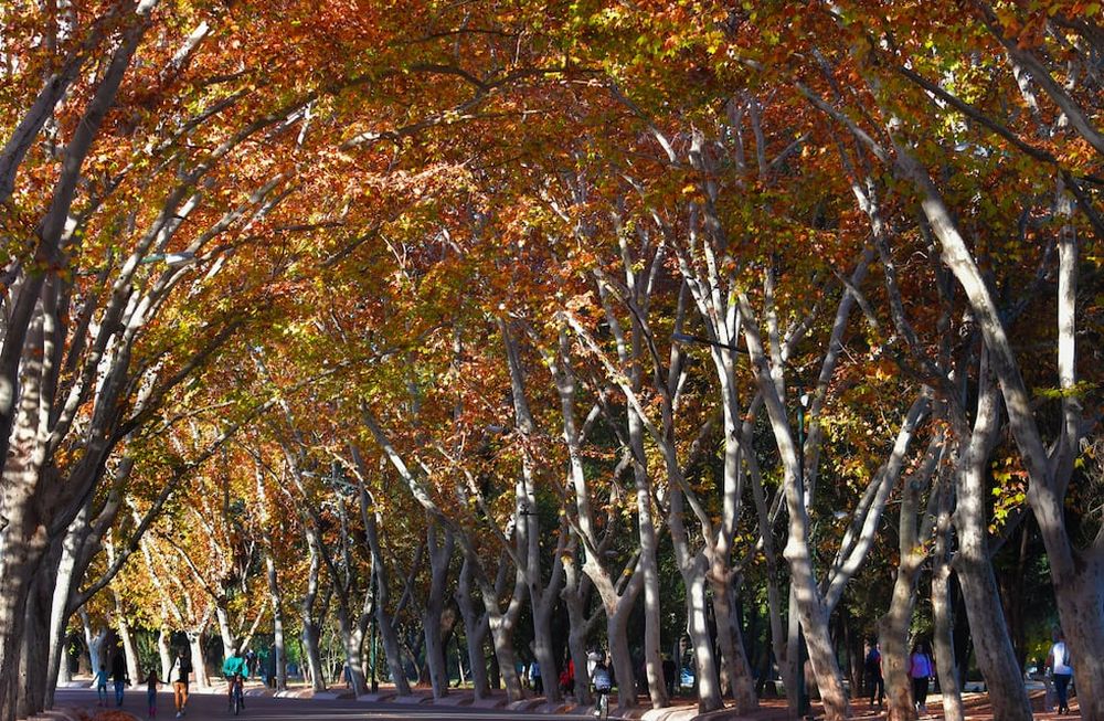 Otoño en el Parque General San Martín (Foto archivo)