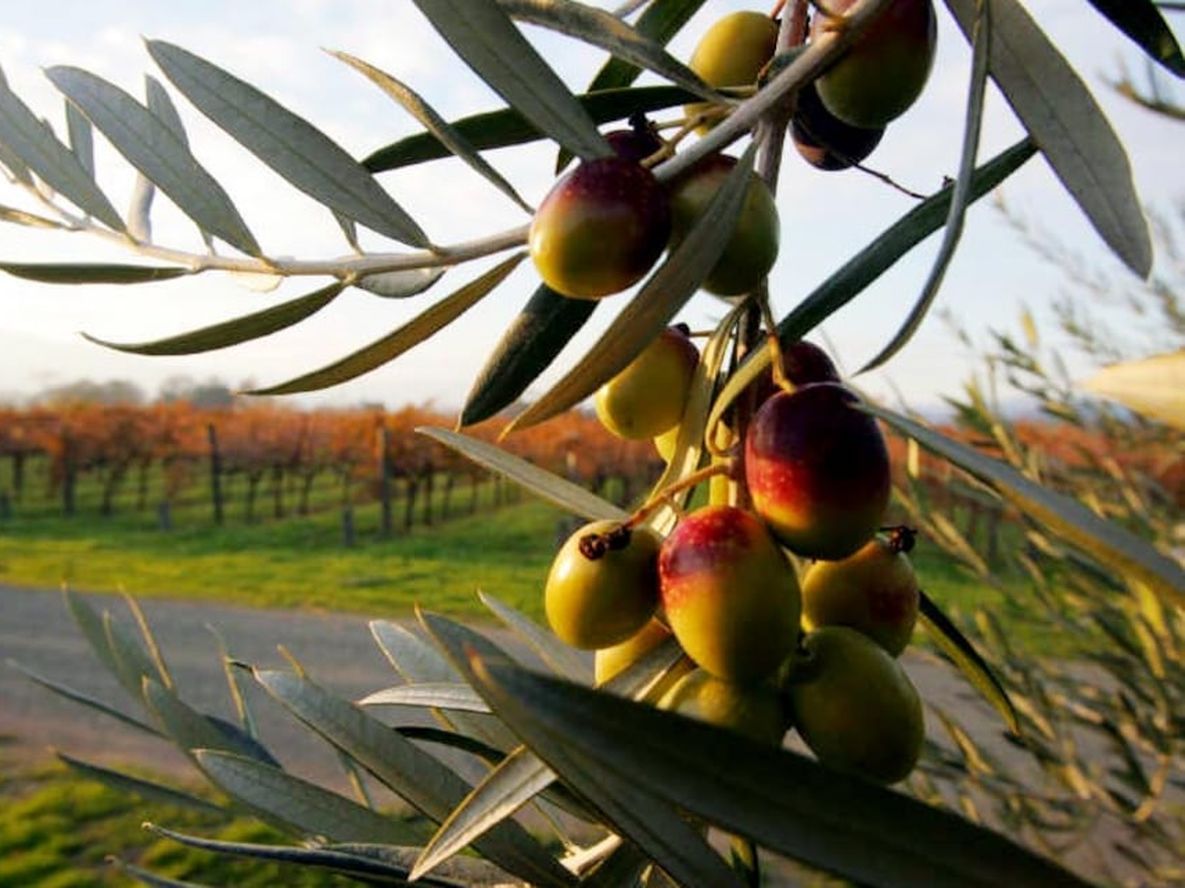 El año pasado, las exportaciones de aceite de oliva crecieron en volumen y en precio, pero desde el sector advierten de los desafíos para el largo plazo