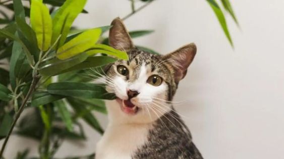 tira estas 5 plantas de tu casa porque son toxicas y podrian ser mortales para tu perro o gato