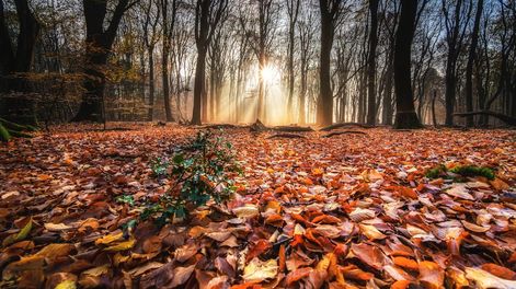 Los Andes | En lo que se refiere a Mendoza, según datos de la Dirección Foresto Industrial, la totalidad del tejido boscoso (7.269 hectáreas) en nuestra provincia está bajo riego.