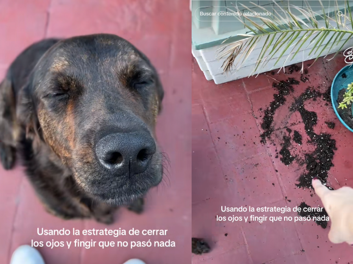 La divertida reacción de una perra tras hacer una travesura se volvió viral en TikTok