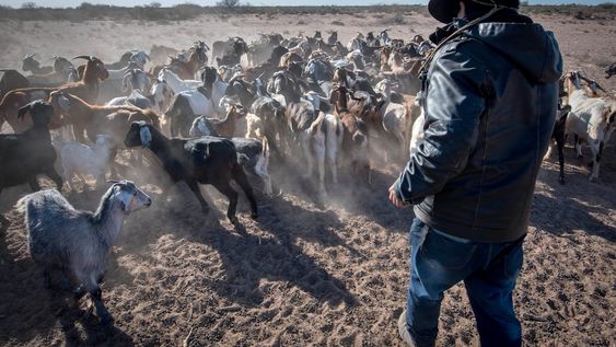 La produción caprina se mantiene estable.Mendoza 07 de agosto de 2019   SociedadHistorias de la sequía. En el desierto de Lavalle se vive críticamente la falta de lluvias y los cauces de los ríos se secan a diario.En el Puesto Díaz, Antonio Díaz es uno de los productores de chivos y cabras, se ven oblgados a sacar sus animales, a pastar por largas caminatas, debido a que el alimento escasea por la sequía.Foto: Orlando Pelichotti/ Los Andescrisis hidráulica agua pastura clima desierto calor humedad temperatura termómetro