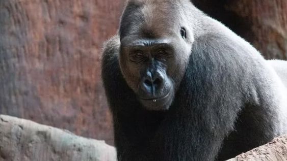 Un especialista explicó que este fenómeno es cíclico y puede corregirse si se toman medidas. Foto: Facebook Zoológico de Toronto