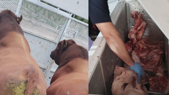 Decomisan ganado sin marca y más de 300 kilos de carne no apto para el consumo&nbsp;