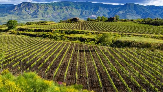 Finalizamos nuestro recorrido por las regiones vinícolas de Italia