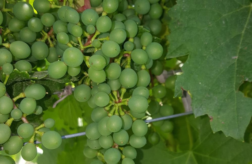 Después de las heladas, ¿corrimiento de la vid?