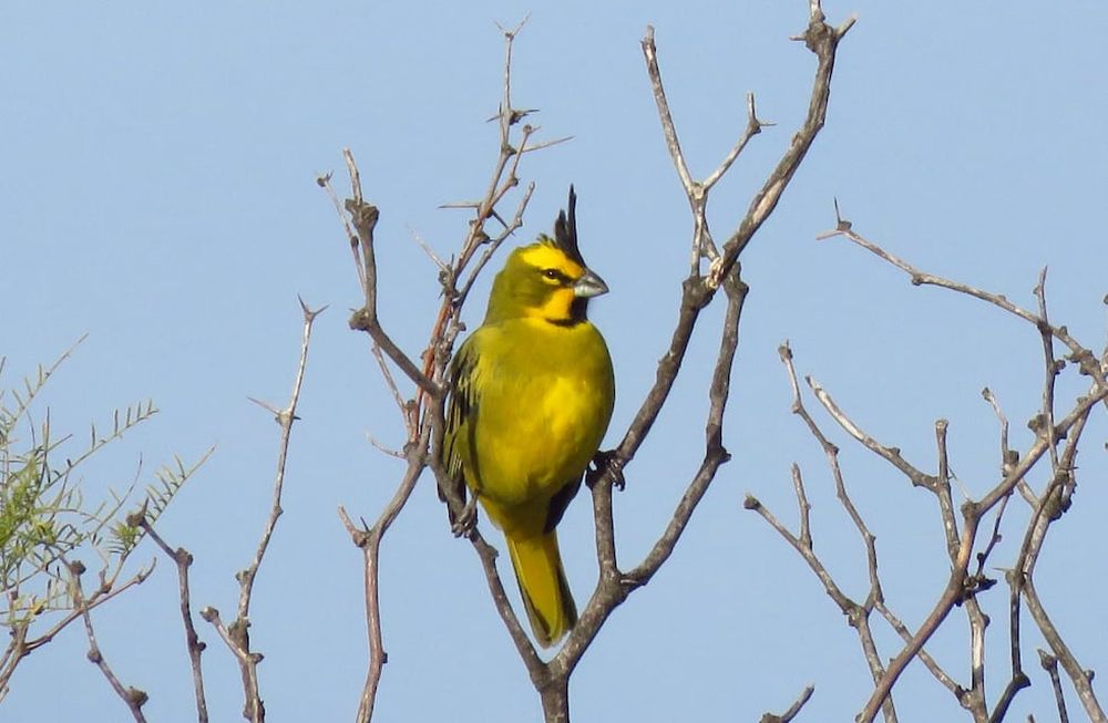 Il cardinale giallo è una specie in via di estinzione. Le violazioni contro questa specie comportano multe fino a 357.000 pesos. Foto: Dipartimento per la Fauna Selvatica di Mendoza.