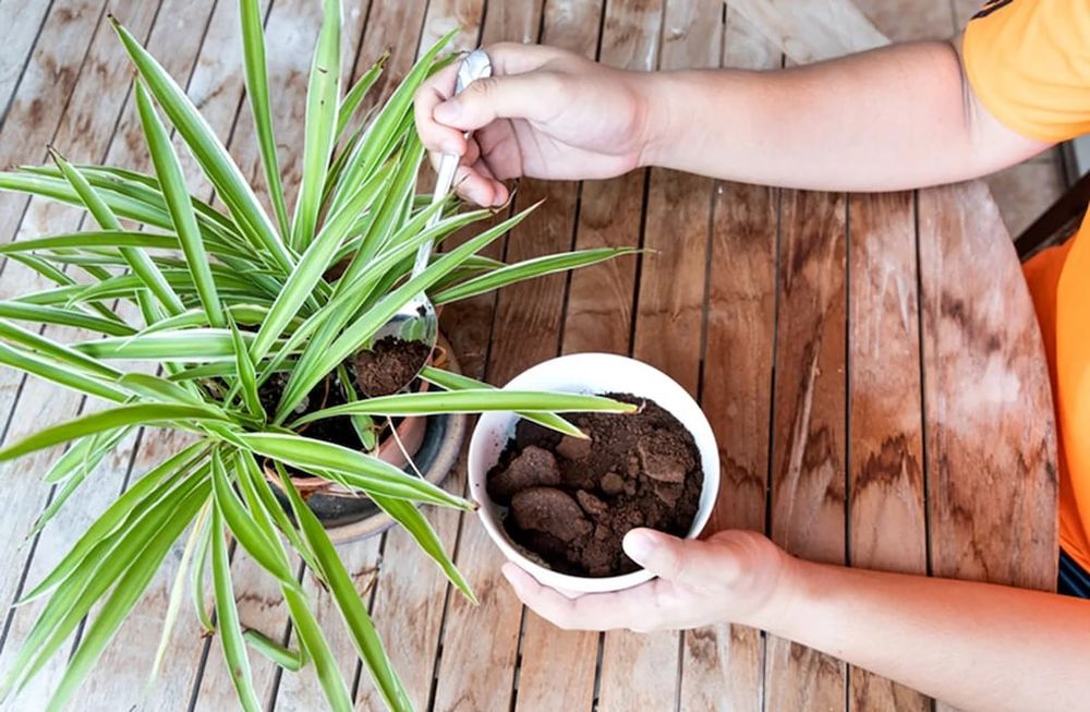 Cómo usar los restos del café como abono para las plantas del jardín (Getty)